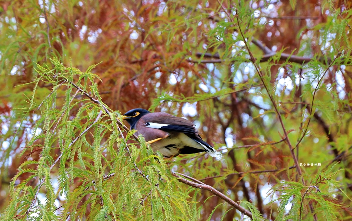 凹子底森林公園‧冬季限定美景落羽松,綠、黃、橘紅色交織,數十種鳥類聚集,捷運凹子底站即到!! - 第14張圖 凹子底森林公園‧冬季限定美景落羽松,綠、黃、橘紅色交織,數十種鳥類聚集,捷運凹子底站即到!!
