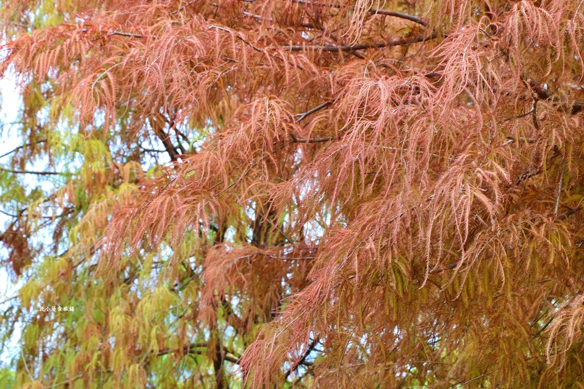 凹子底森林公園‧冬季限定美景落羽松,綠、黃、橘紅色交織,數十種鳥類聚集,捷運凹子底站即到!! - 第19張圖 凹子底森林公園‧冬季限定美景落羽松,綠、黃、橘紅色交織,數十種鳥類聚集,捷運凹子底站即到!!