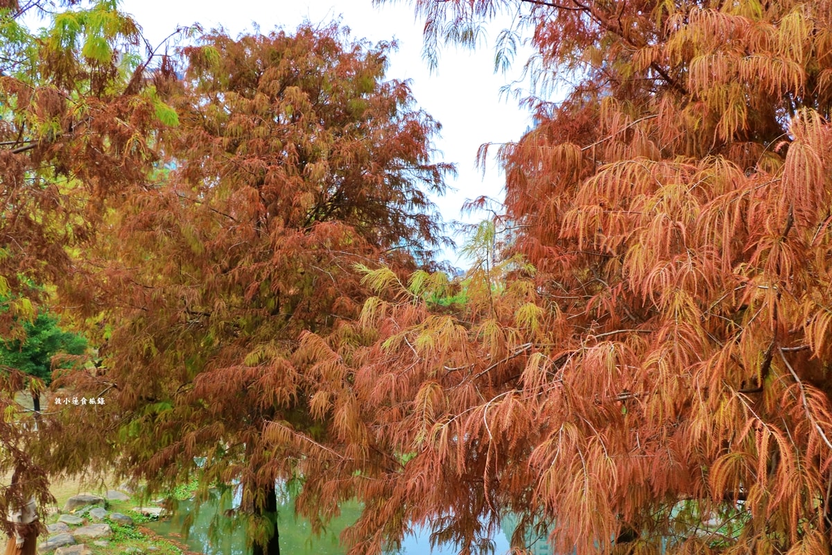 凹子底森林公園‧冬季限定美景落羽松,綠、黃、橘紅色交織,數十種鳥類聚集,捷運凹子底站即到!! - 第18張圖 凹子底森林公園‧冬季限定美景落羽松,綠、黃、橘紅色交織,數十種鳥類聚集,捷運凹子底站即到!!