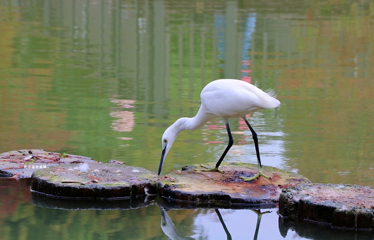 凹子底森林公園‧冬季限定美景落羽松,綠、黃、橘紅色交織,數十種鳥類聚集,捷運凹子底站即到!! - 第25張圖 凹子底森林公園‧冬季限定美景落羽松,綠、黃、橘紅色交織,數十種鳥類聚集,捷運凹子底站即到!!