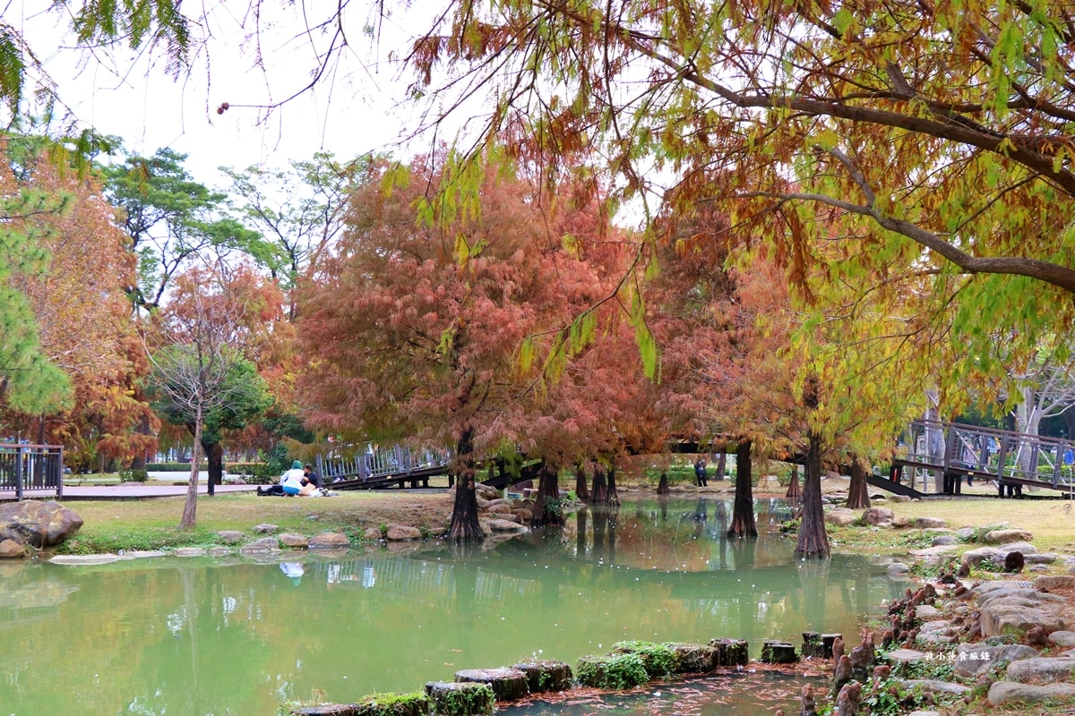 凹子底森林公園‧冬季限定美景落羽松,綠、黃、橘紅色交織,數十種鳥類聚集,捷運凹子底站即到!! - 第20張圖 凹子底森林公園‧冬季限定美景落羽松,綠、黃、橘紅色交織,數十種鳥類聚集,捷運凹子底站即到!!