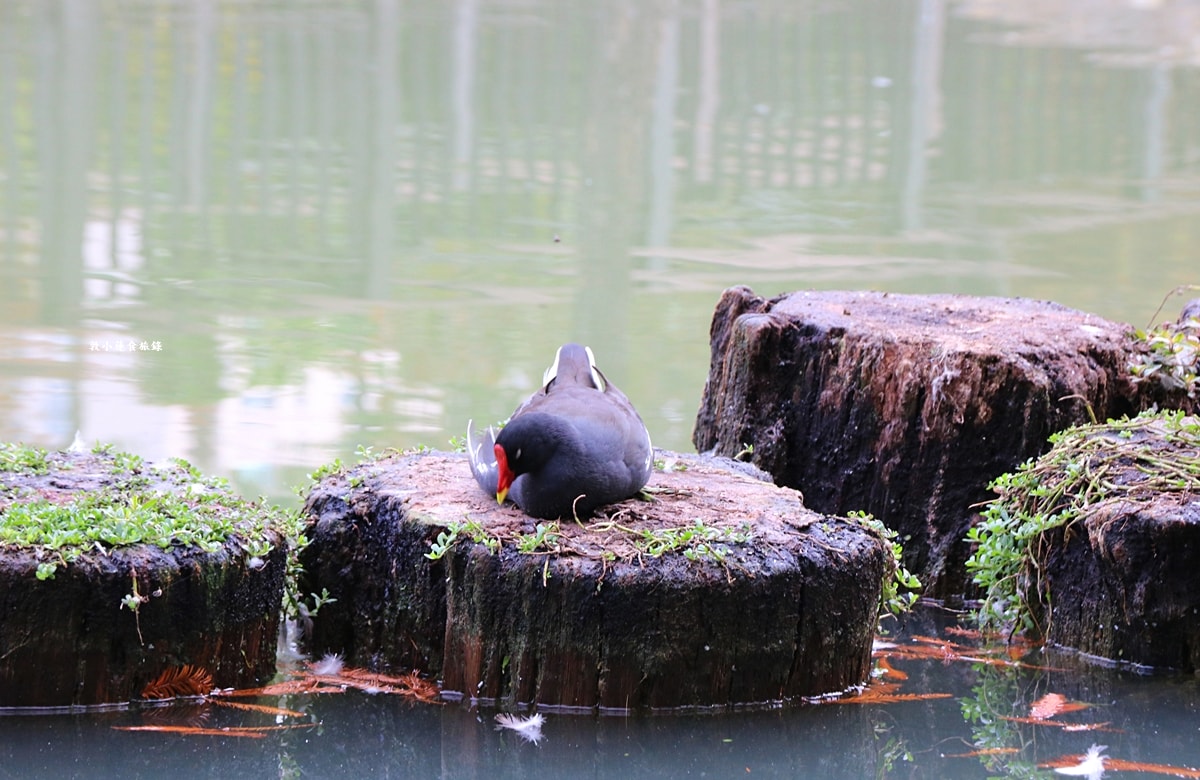 凹子底森林公園‧冬季限定美景落羽松,綠、黃、橘紅色交織,數十種鳥類聚集,捷運凹子底站即到!! - 第24張圖 凹子底森林公園‧冬季限定美景落羽松,綠、黃、橘紅色交織,數十種鳥類聚集,捷運凹子底站即到!!