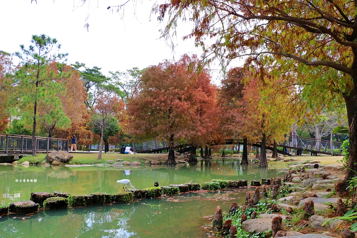 凹子底森林公園‧冬季限定美景落羽松,綠、黃、橘紅色交織,數十種鳥類聚集,捷運凹子底站即到!! - 第45張圖 凹子底森林公園‧冬季限定美景落羽松,綠、黃、橘紅色交織,數十種鳥類聚集,捷運凹子底站即到!!