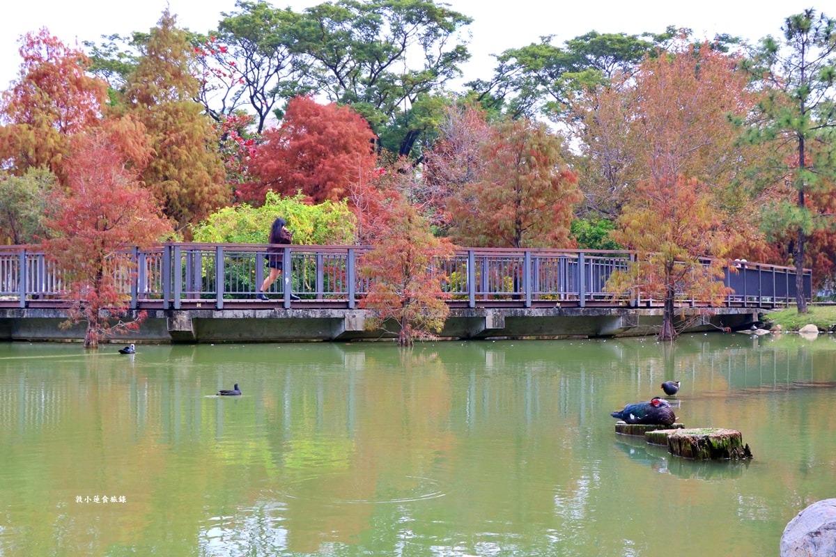 凹子底森林公園‧冬季限定美景落羽松,綠、黃、橘紅色交織,數十種鳥類聚集,捷運凹子底站即到!! - 第21張圖 凹子底森林公園‧冬季限定美景落羽松,綠、黃、橘紅色交織,數十種鳥類聚集,捷運凹子底站即到!!