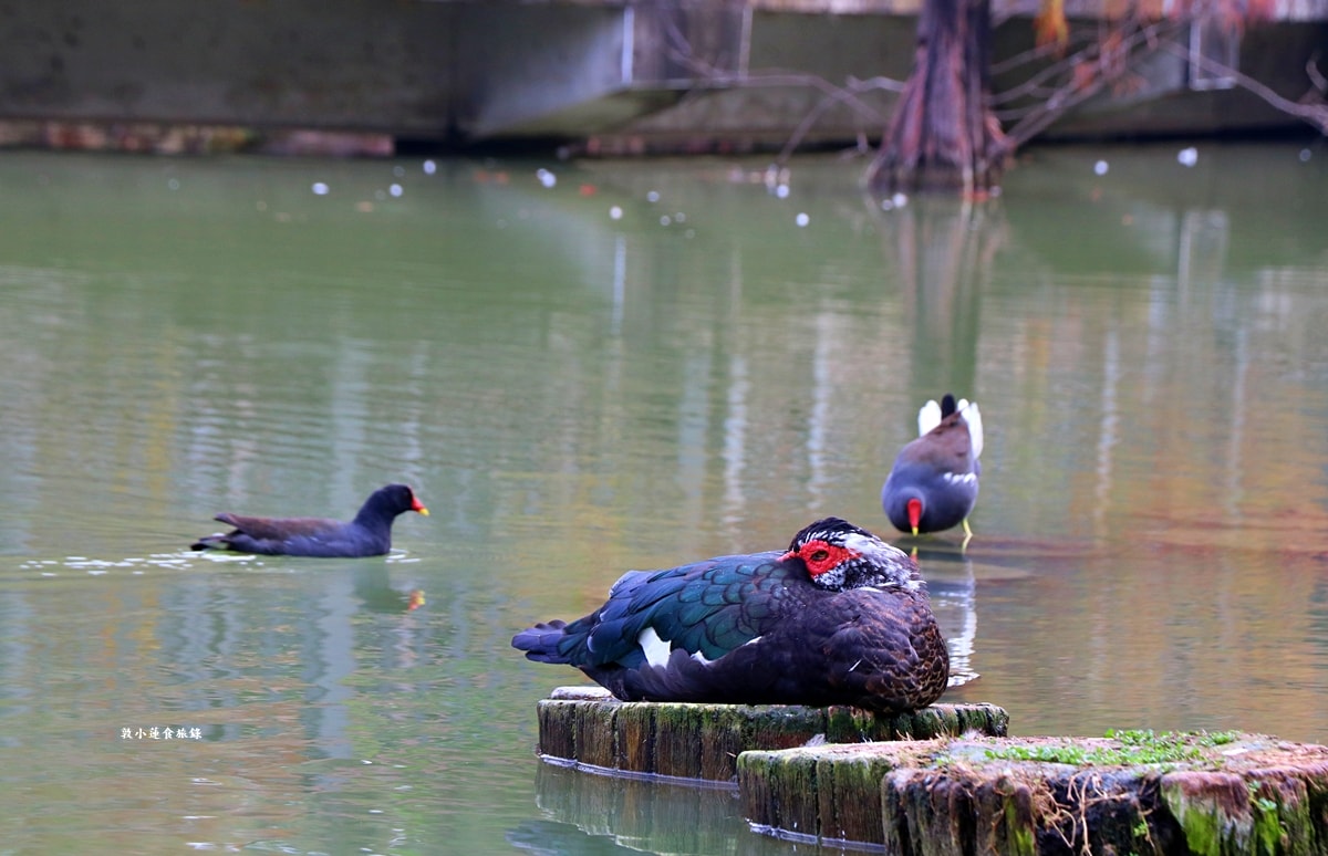 凹子底森林公園‧冬季限定美景落羽松,綠、黃、橘紅色交織,數十種鳥類聚集,捷運凹子底站即到!! - 第22張圖 凹子底森林公園‧冬季限定美景落羽松,綠、黃、橘紅色交織,數十種鳥類聚集,捷運凹子底站即到!!
