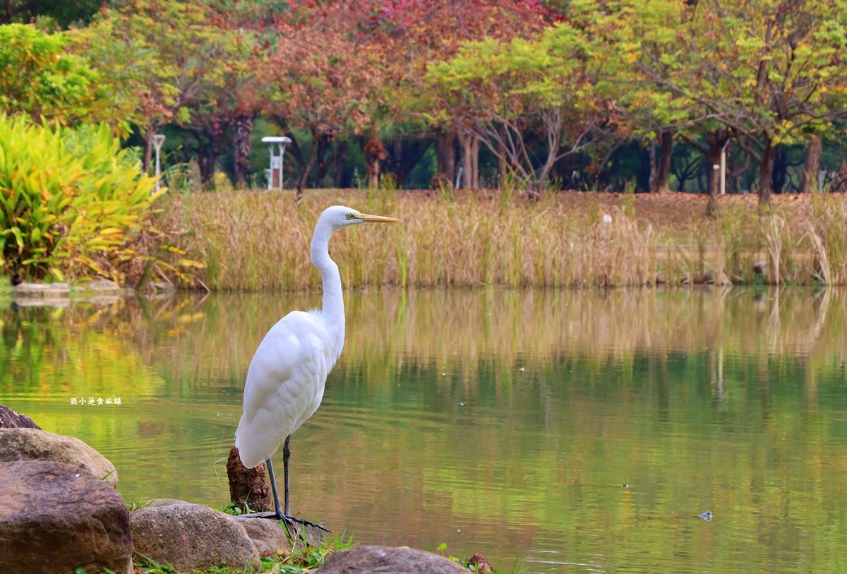 凹子底森林公園‧冬季限定美景落羽松,綠、黃、橘紅色交織,數十種鳥類聚集,捷運凹子底站即到!! - 第28張圖 凹子底森林公園‧冬季限定美景落羽松,綠、黃、橘紅色交織,數十種鳥類聚集,捷運凹子底站即到!!