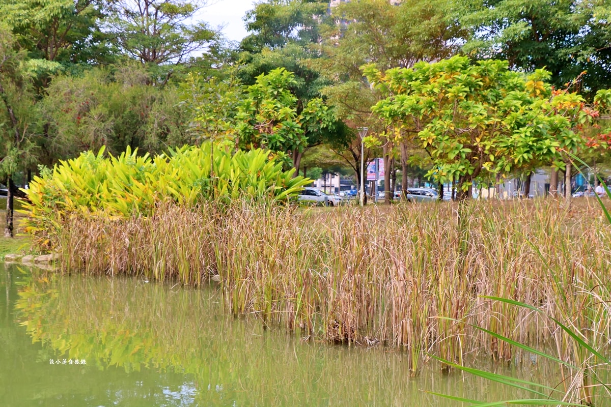 凹子底森林公園‧冬季限定美景落羽松,綠、黃、橘紅色交織,數十種鳥類聚集,捷運凹子底站即到!! - 第33張圖 凹子底森林公園‧冬季限定美景落羽松,綠、黃、橘紅色交織,數十種鳥類聚集,捷運凹子底站即到!!