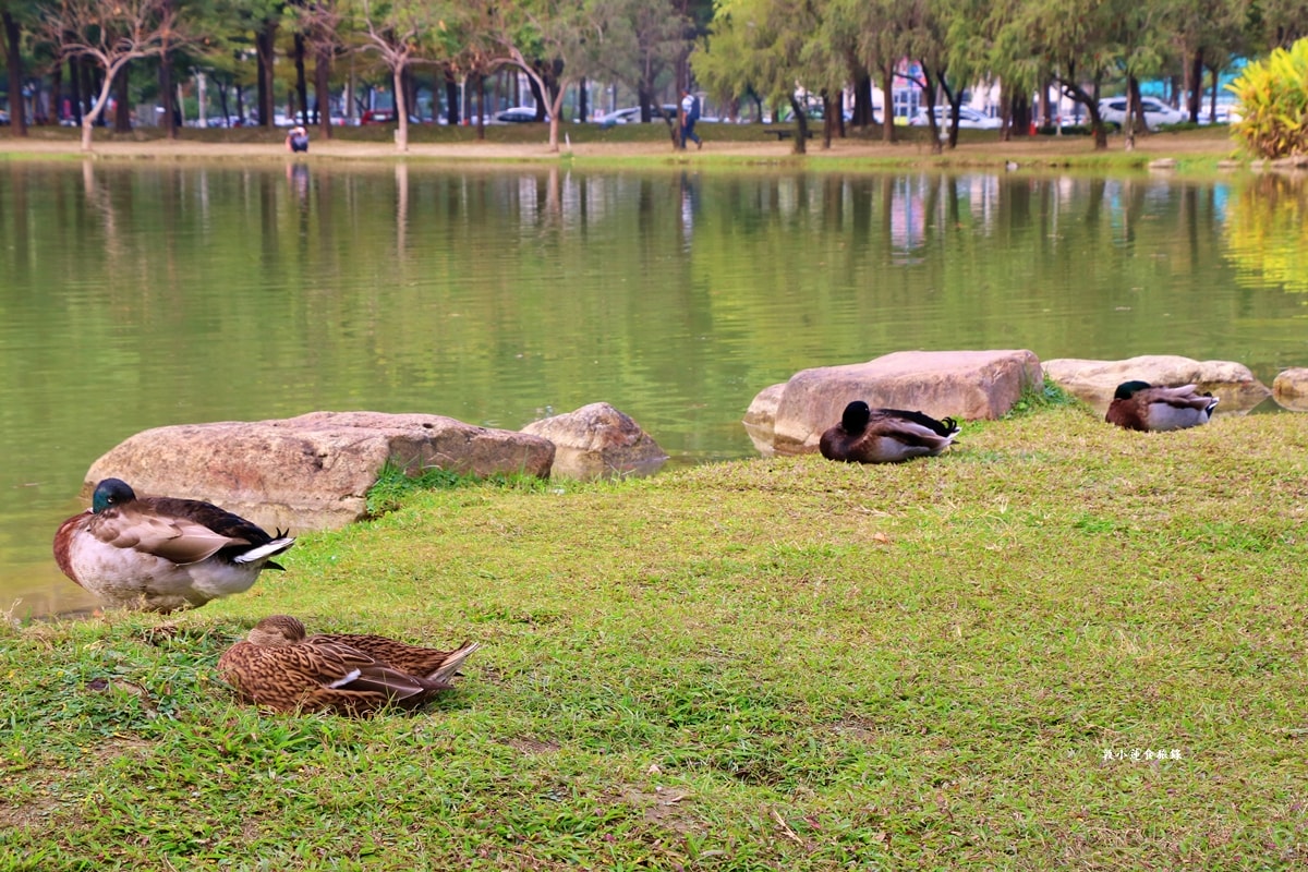 凹子底森林公園‧冬季限定美景落羽松,綠、黃、橘紅色交織,數十種鳥類聚集,捷運凹子底站即到!! - 第35張圖 凹子底森林公園‧冬季限定美景落羽松,綠、黃、橘紅色交織,數十種鳥類聚集,捷運凹子底站即到!!
