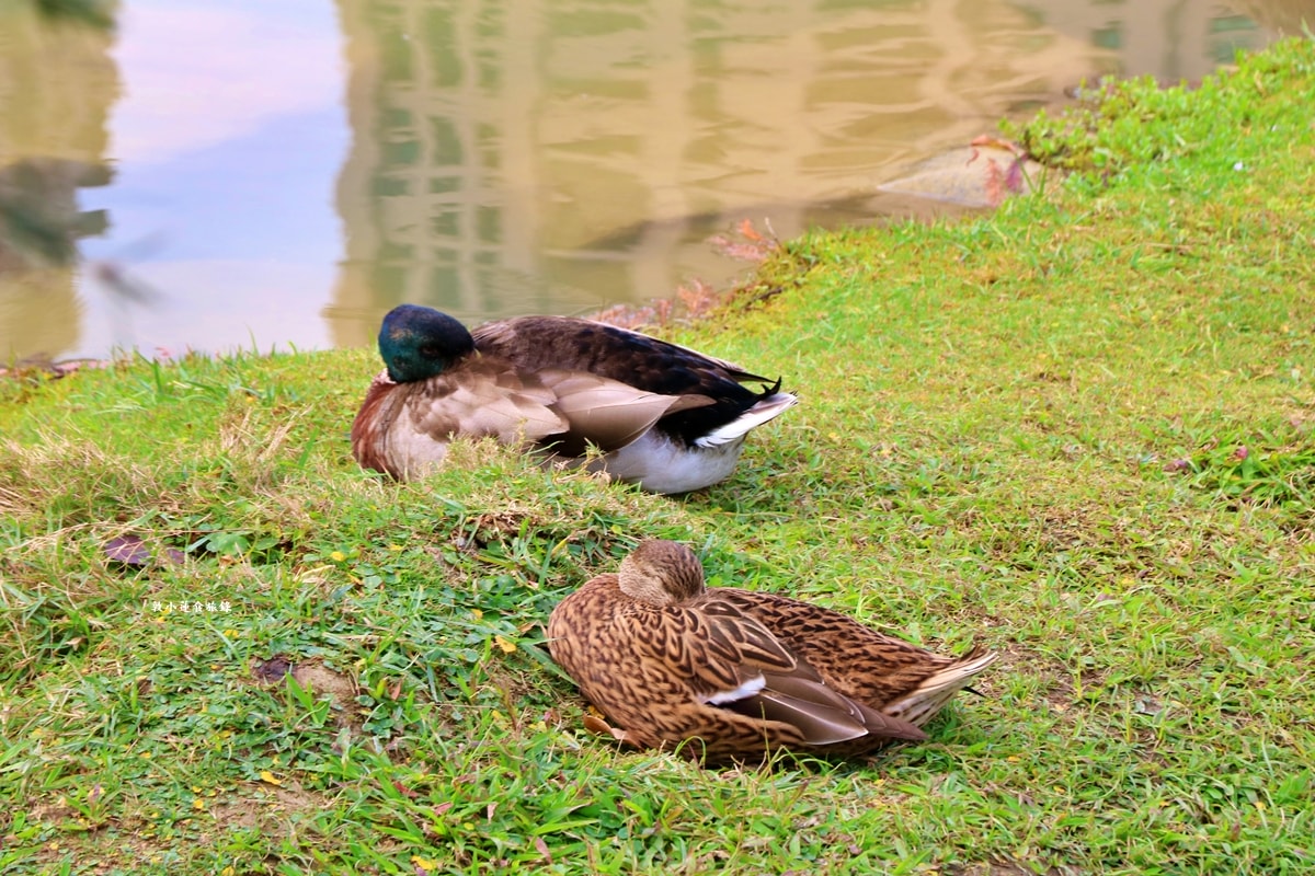 凹子底森林公園‧冬季限定美景落羽松,綠、黃、橘紅色交織,數十種鳥類聚集,捷運凹子底站即到!! - 第36張圖 凹子底森林公園‧冬季限定美景落羽松,綠、黃、橘紅色交織,數十種鳥類聚集,捷運凹子底站即到!!