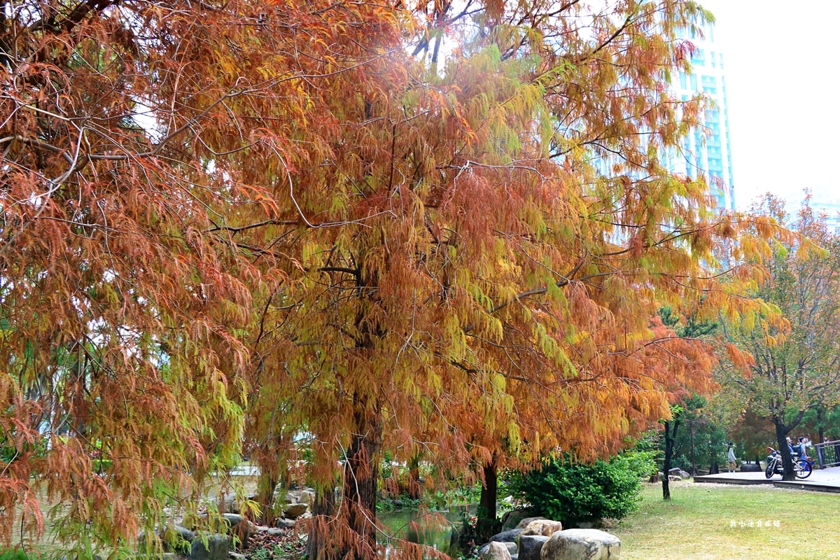 凹子底森林公園‧冬季限定美景落羽松,綠、黃、橘紅色交織,數十種鳥類聚集,捷運凹子底站即到!! - 第37張圖 凹子底森林公園‧冬季限定美景落羽松,綠、黃、橘紅色交織,數十種鳥類聚集,捷運凹子底站即到!!