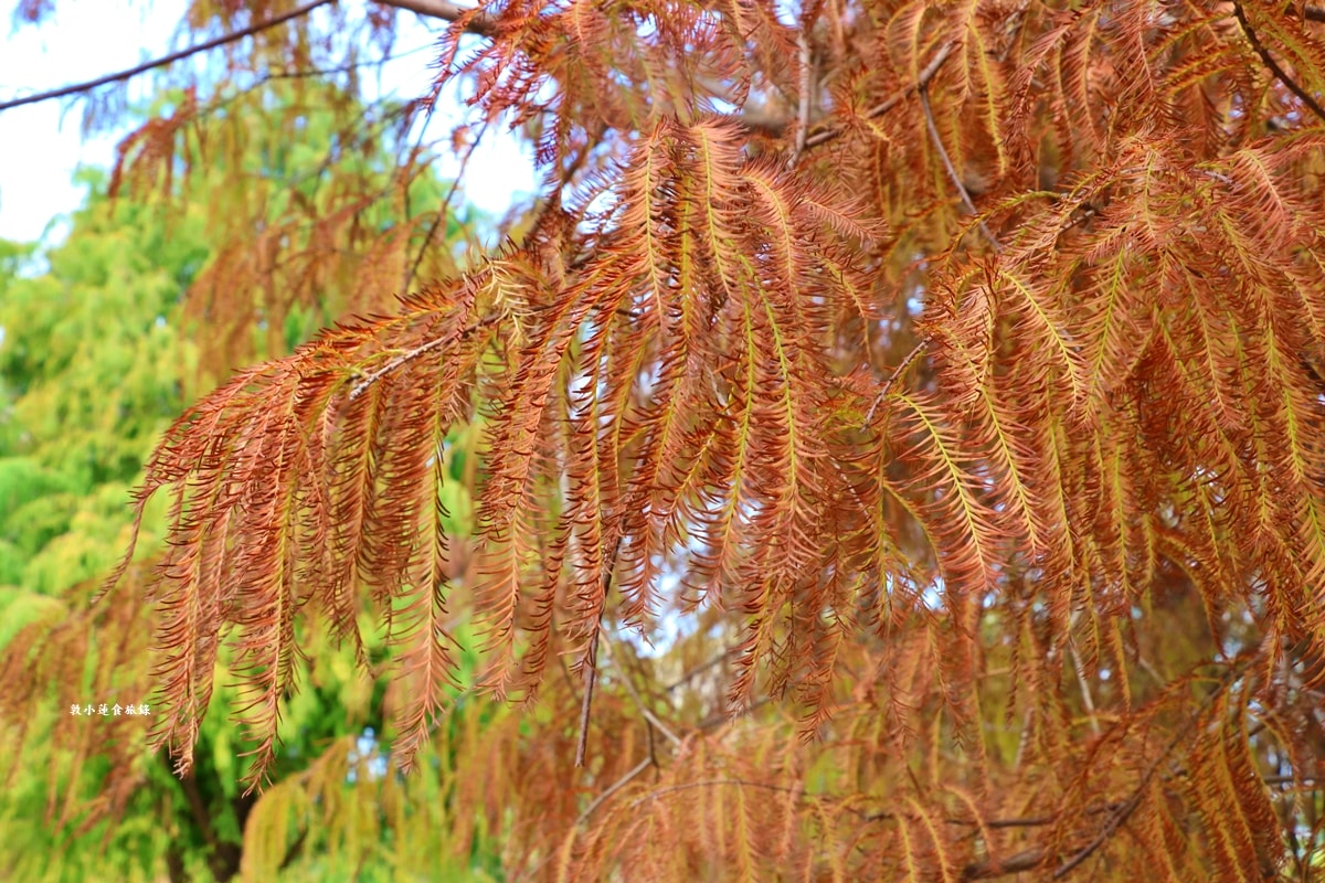 凹子底森林公園‧冬季限定美景落羽松,綠、黃、橘紅色交織,數十種鳥類聚集,捷運凹子底站即到!! - 第38張圖 凹子底森林公園‧冬季限定美景落羽松,綠、黃、橘紅色交織,數十種鳥類聚集,捷運凹子底站即到!!