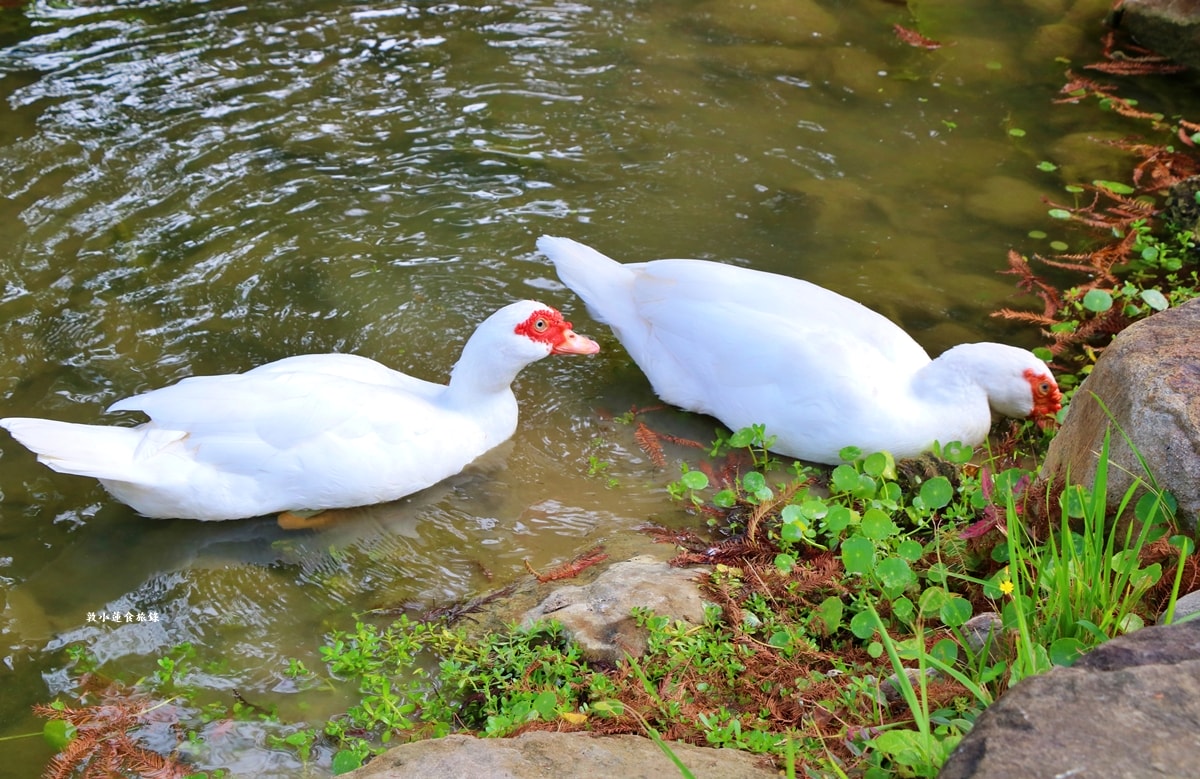 凹子底森林公園‧冬季限定美景落羽松,綠、黃、橘紅色交織,數十種鳥類聚集,捷運凹子底站即到!! - 第39張圖 凹子底森林公園‧冬季限定美景落羽松,綠、黃、橘紅色交織,數十種鳥類聚集,捷運凹子底站即到!!