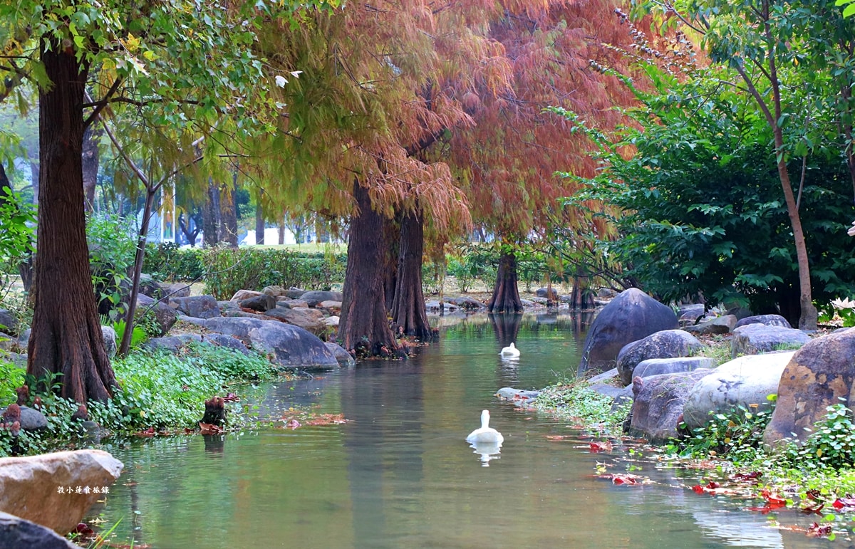 凹子底森林公園‧冬季限定美景落羽松,綠、黃、橘紅色交織,數十種鳥類聚集,捷運凹子底站即到!! - 第40張圖 凹子底森林公園‧冬季限定美景落羽松,綠、黃、橘紅色交織,數十種鳥類聚集,捷運凹子底站即到!!