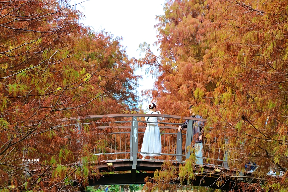 凹子底森林公園‧冬季限定美景落羽松,綠、黃、橘紅色交織,數十種鳥類聚集,捷運凹子底站即到!! - 第43張圖 凹子底森林公園‧冬季限定美景落羽松,綠、黃、橘紅色交織,數十種鳥類聚集,捷運凹子底站即到!!