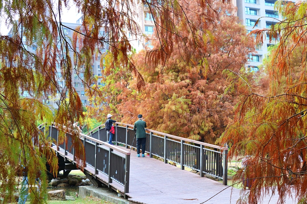 凹子底森林公園‧冬季限定美景落羽松,綠、黃、橘紅色交織,數十種鳥類聚集,捷運凹子底站即到!! - 第41張圖 凹子底森林公園‧冬季限定美景落羽松,綠、黃、橘紅色交織,數十種鳥類聚集,捷運凹子底站即到!!