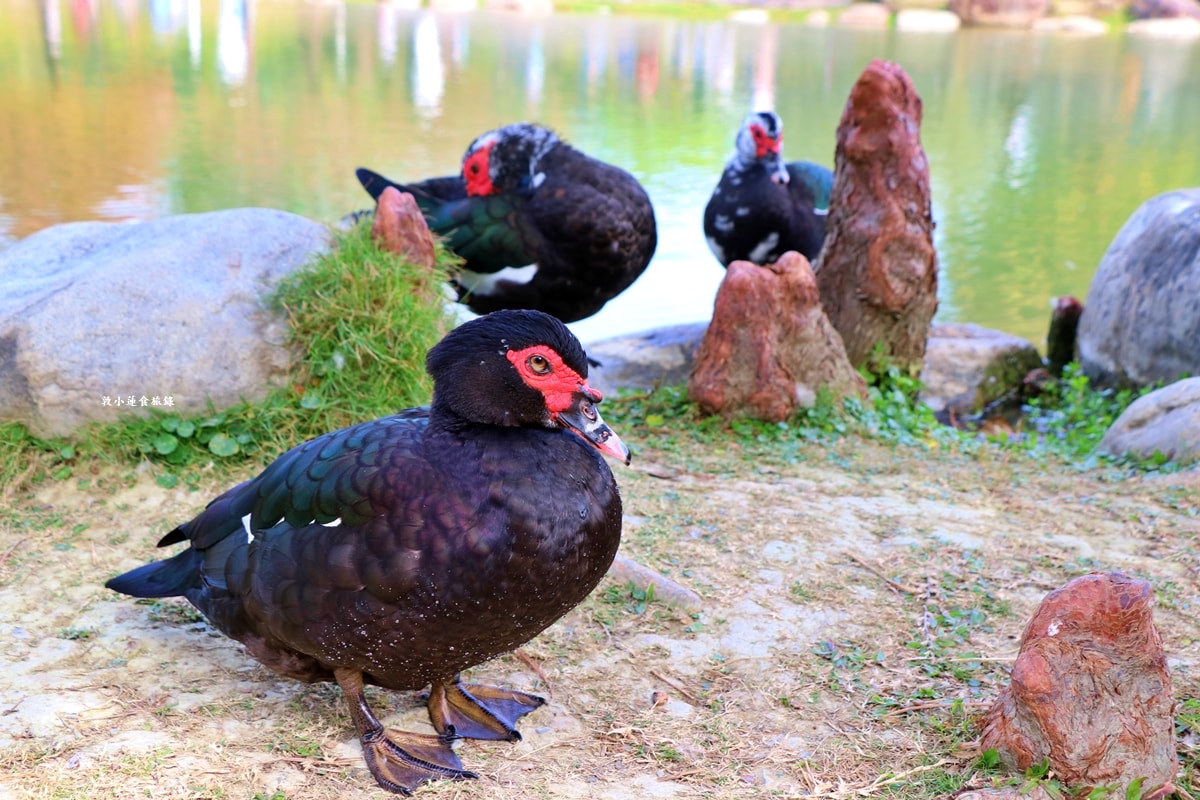 凹子底森林公園‧冬季限定美景落羽松,綠、黃、橘紅色交織,數十種鳥類聚集,捷運凹子底站即到!! - 第23張圖 凹子底森林公園‧冬季限定美景落羽松,綠、黃、橘紅色交織,數十種鳥類聚集,捷運凹子底站即到!!