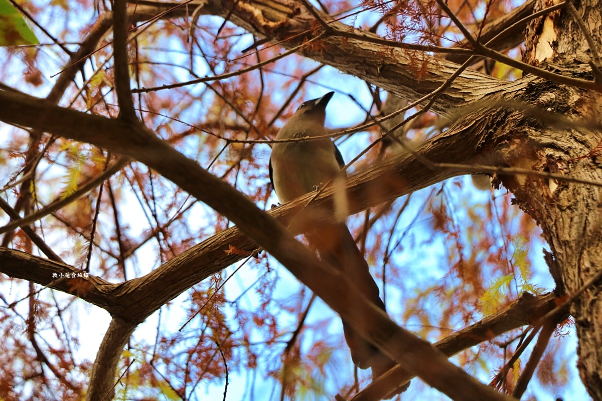 凹子底森林公園‧冬季限定美景落羽松,綠、黃、橘紅色交織,數十種鳥類聚集,捷運凹子底站即到!! - 第16張圖 凹子底森林公園‧冬季限定美景落羽松,綠、黃、橘紅色交織,數十種鳥類聚集,捷運凹子底站即到!!