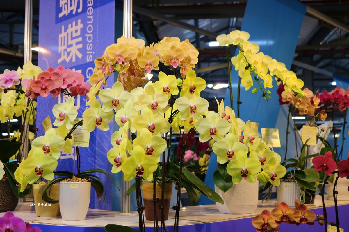 2026臺灣國際蘭展暨花卉科技展‧全球三大蘭展,以AI科技為潮流,結合花卉藝術亮眼世界!! - 第27張圖 2026臺灣國際蘭展暨花卉科技展‧全球三大蘭展,以AI科技為潮流,結合花卉藝術亮眼世界!!