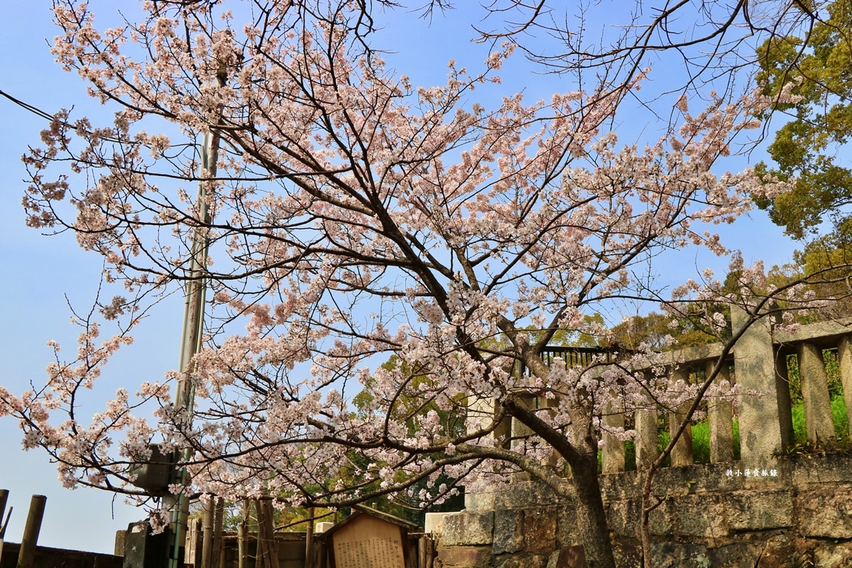 【岡山倉敷】阿智神社‧櫻花與紫藤圍繞的神社,四月櫻花五月紫藤,最美的御守-花纏守 - 第7張圖 【岡山倉敷】阿智神社‧櫻花與紫藤圍繞的神社,四月櫻花五月紫藤,最美的御守-花纏守
