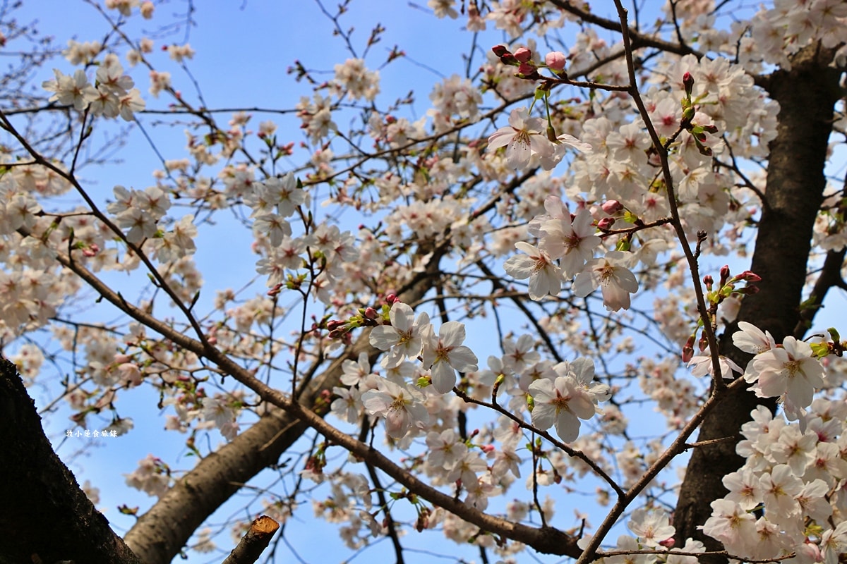 【岡山倉敷】倉敷美觀地區‧400年歷史的倉敷美觀，江戶時代白壁倉庫，柳樹運河，歷史、文化、購物、美食半日遊
