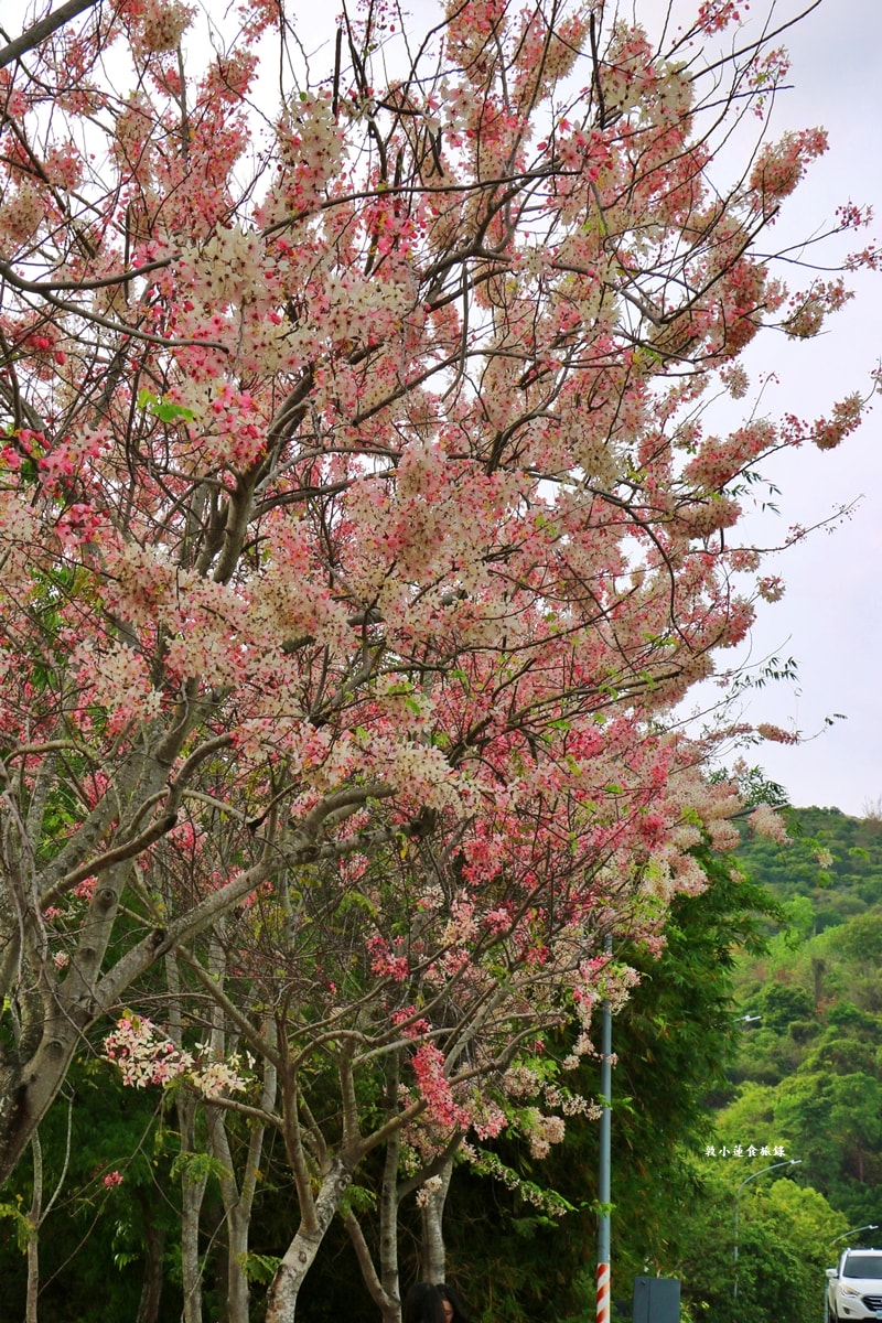 阿公店水庫環湖步道‧全台首條環水庫自行車道,O型環狀全長10公里,高雄最安全的單車步道 - 第24張圖 阿公店水庫環湖步道‧全台首條環水庫自行車道,O型環狀全長10公里,高雄最安全的單車步道