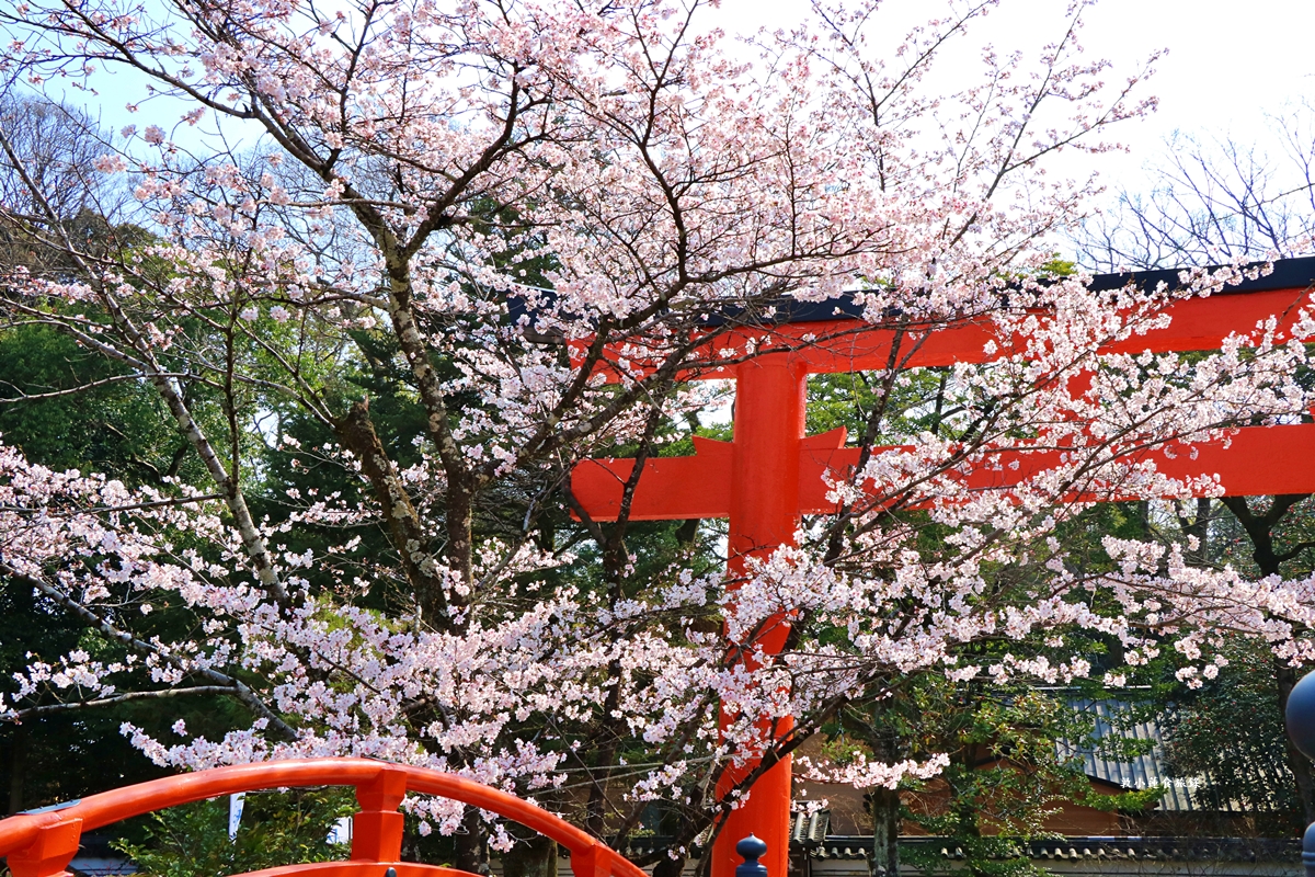 【日本京都】下鴨神社-賀茂御祖神社‧日本最古老2000年歷史神社，季節限定櫻花蕾絲御守