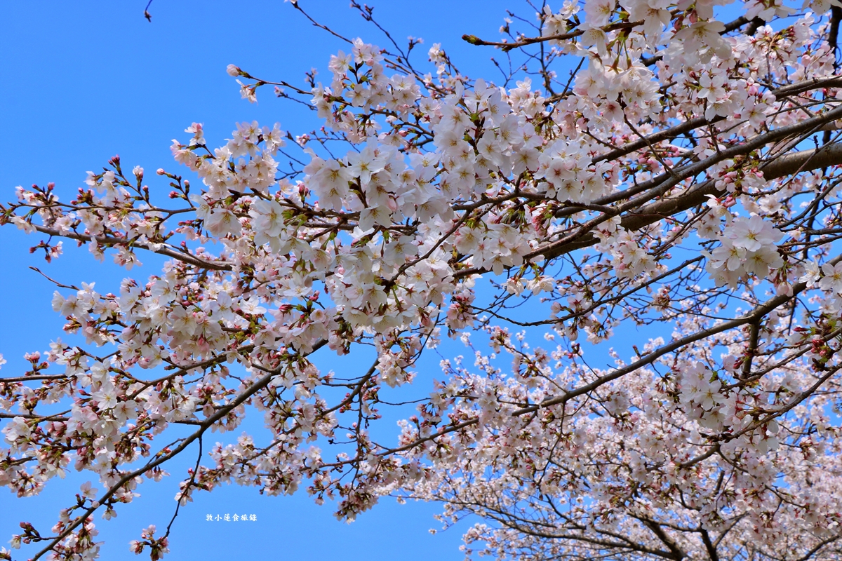 【日本京都】鴨川公園賀茂川‧半木の道賞櫻小徑,一公里長的染井吉野櫻、紅枝垂櫻 - 第8張圖 【日本京都】鴨川公園賀茂川‧半木の道賞櫻小徑,一公里長的染井吉野櫻、紅枝垂櫻