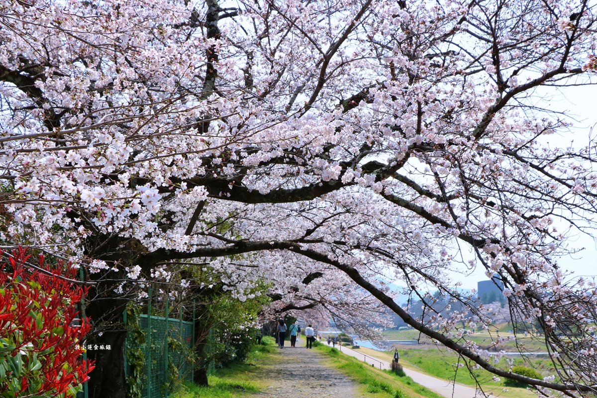 【日本京都】鴨川公園賀茂川‧半木の道賞櫻小徑,一公里長的染井吉野櫻、紅枝垂櫻 - 第7張圖 【日本京都】鴨川公園賀茂川‧半木の道賞櫻小徑,一公里長的染井吉野櫻、紅枝垂櫻