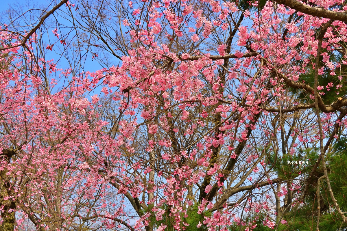 【日本京都】鴨川公園賀茂川‧半木の道賞櫻小徑,一公里長的染井吉野櫻、紅枝垂櫻 - 第15張圖 【日本京都】鴨川公園賀茂川‧半木の道賞櫻小徑,一公里長的染井吉野櫻、紅枝垂櫻