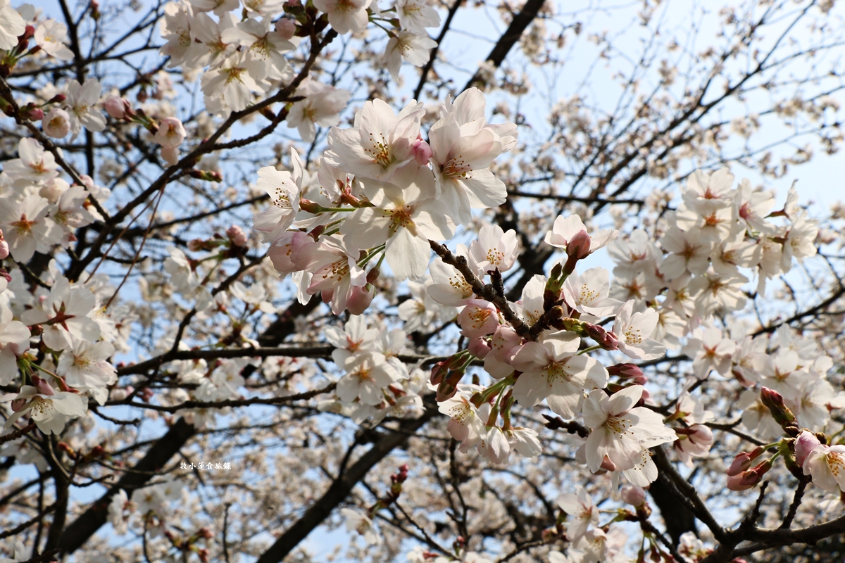 【日本京都】鴨川公園賀茂川‧半木の道賞櫻小徑,一公里長的染井吉野櫻、紅枝垂櫻 - 第9張圖 【日本京都】鴨川公園賀茂川‧半木の道賞櫻小徑,一公里長的染井吉野櫻、紅枝垂櫻