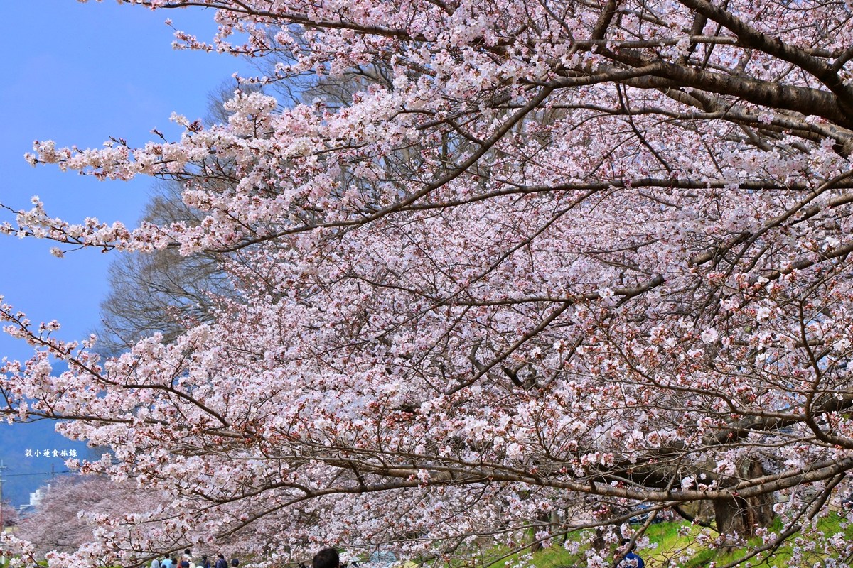 【日本京都】鴨川公園賀茂川‧半木の道賞櫻小徑,一公里長的染井吉野櫻、紅枝垂櫻 - 第13張圖 【日本京都】鴨川公園賀茂川‧半木の道賞櫻小徑,一公里長的染井吉野櫻、紅枝垂櫻