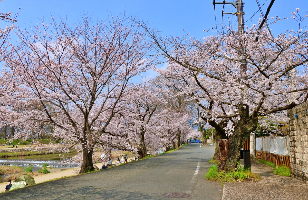 【日本京都】鴨川公園賀茂川‧半木の道賞櫻小徑,一公里長的染井吉野櫻、紅枝垂櫻 - 第12張圖 【日本京都】鴨川公園賀茂川‧半木の道賞櫻小徑,一公里長的染井吉野櫻、紅枝垂櫻