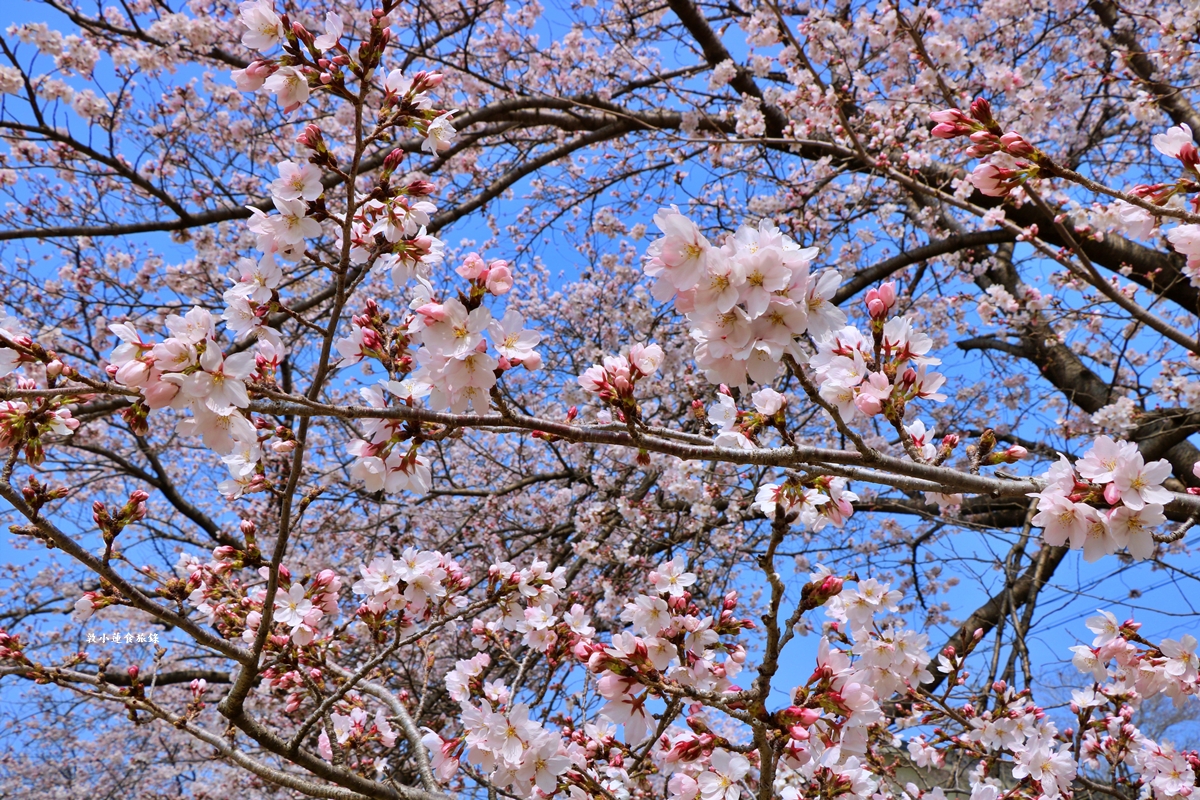 【日本京都】鴨川公園賀茂川‧半木の道賞櫻小徑,一公里長的染井吉野櫻、紅枝垂櫻 - 第14張圖 【日本京都】鴨川公園賀茂川‧半木の道賞櫻小徑,一公里長的染井吉野櫻、紅枝垂櫻