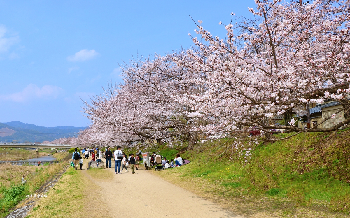 【日本京都】鴨川公園賀茂川‧半木の道賞櫻小徑,一公里長的染井吉野櫻、紅枝垂櫻 - 第17張圖 【日本京都】鴨川公園賀茂川‧半木の道賞櫻小徑,一公里長的染井吉野櫻、紅枝垂櫻