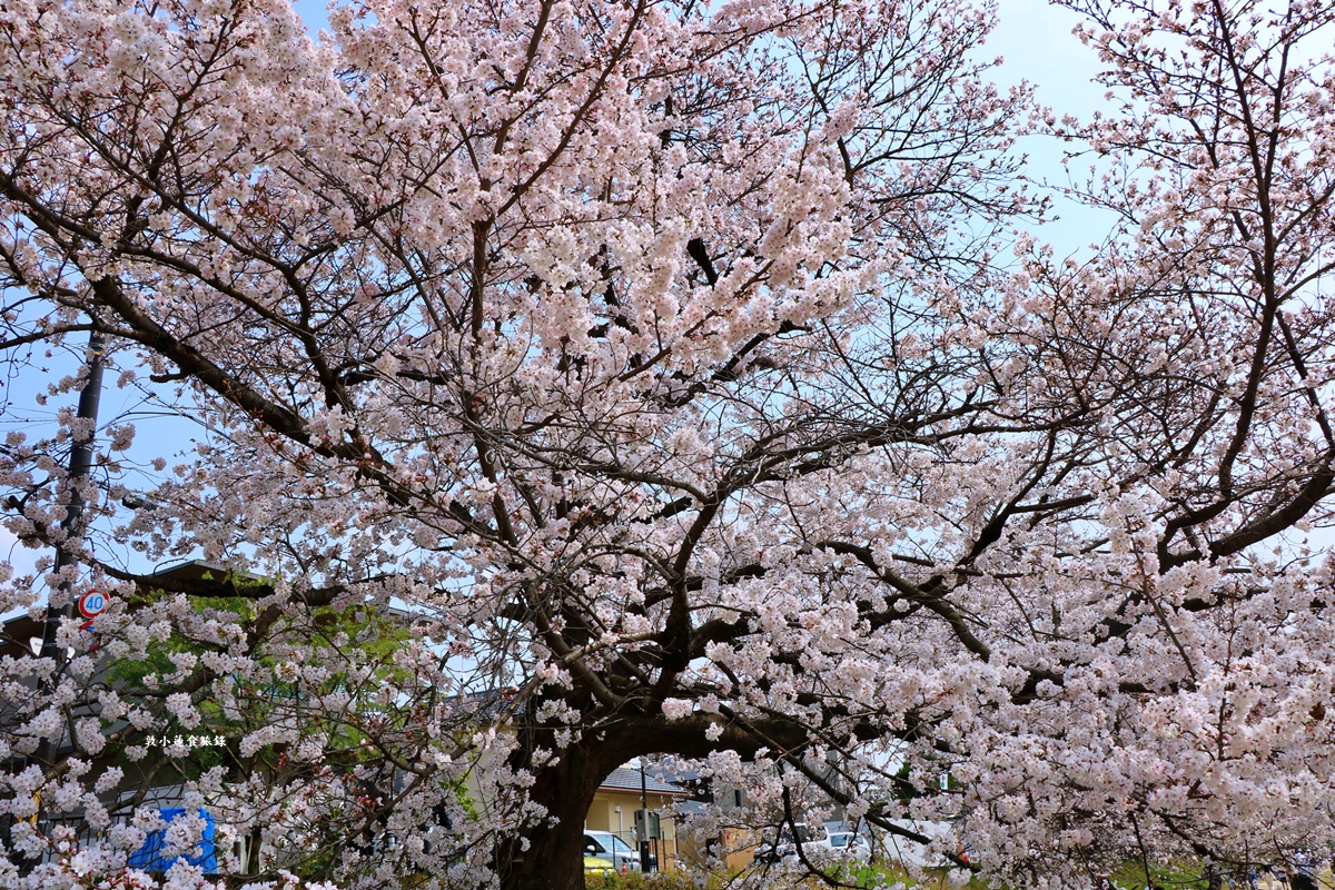 【日本京都】鴨川公園賀茂川‧半木の道賞櫻小徑,一公里長的染井吉野櫻、紅枝垂櫻 - 第18張圖 【日本京都】鴨川公園賀茂川‧半木の道賞櫻小徑,一公里長的染井吉野櫻、紅枝垂櫻