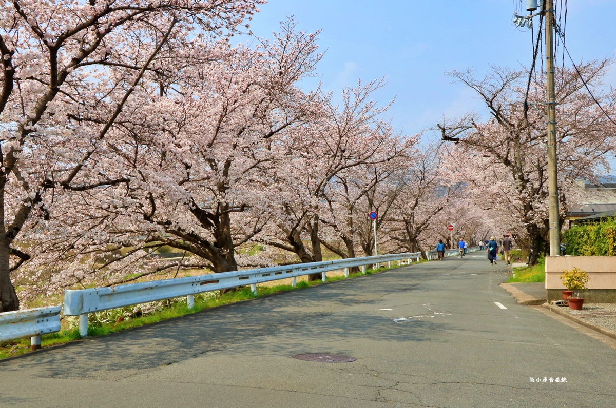 【日本京都】鴨川公園賀茂川‧半木の道賞櫻小徑,一公里長的染井吉野櫻、紅枝垂櫻 - 第10張圖 【日本京都】鴨川公園賀茂川‧半木の道賞櫻小徑,一公里長的染井吉野櫻、紅枝垂櫻