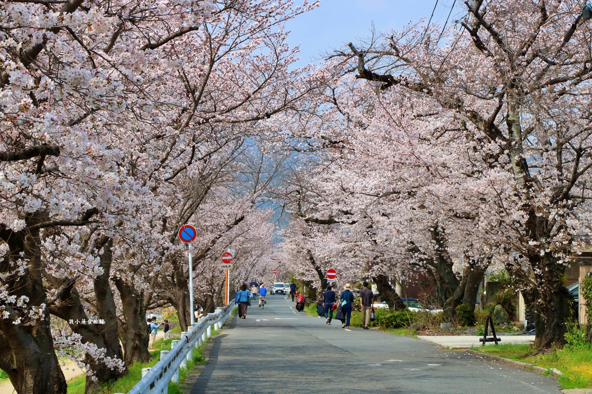 【日本京都】鴨川公園賀茂川‧半木の道賞櫻小徑,一公里長的染井吉野櫻、紅枝垂櫻 - 第11張圖 【日本京都】鴨川公園賀茂川‧半木の道賞櫻小徑,一公里長的染井吉野櫻、紅枝垂櫻