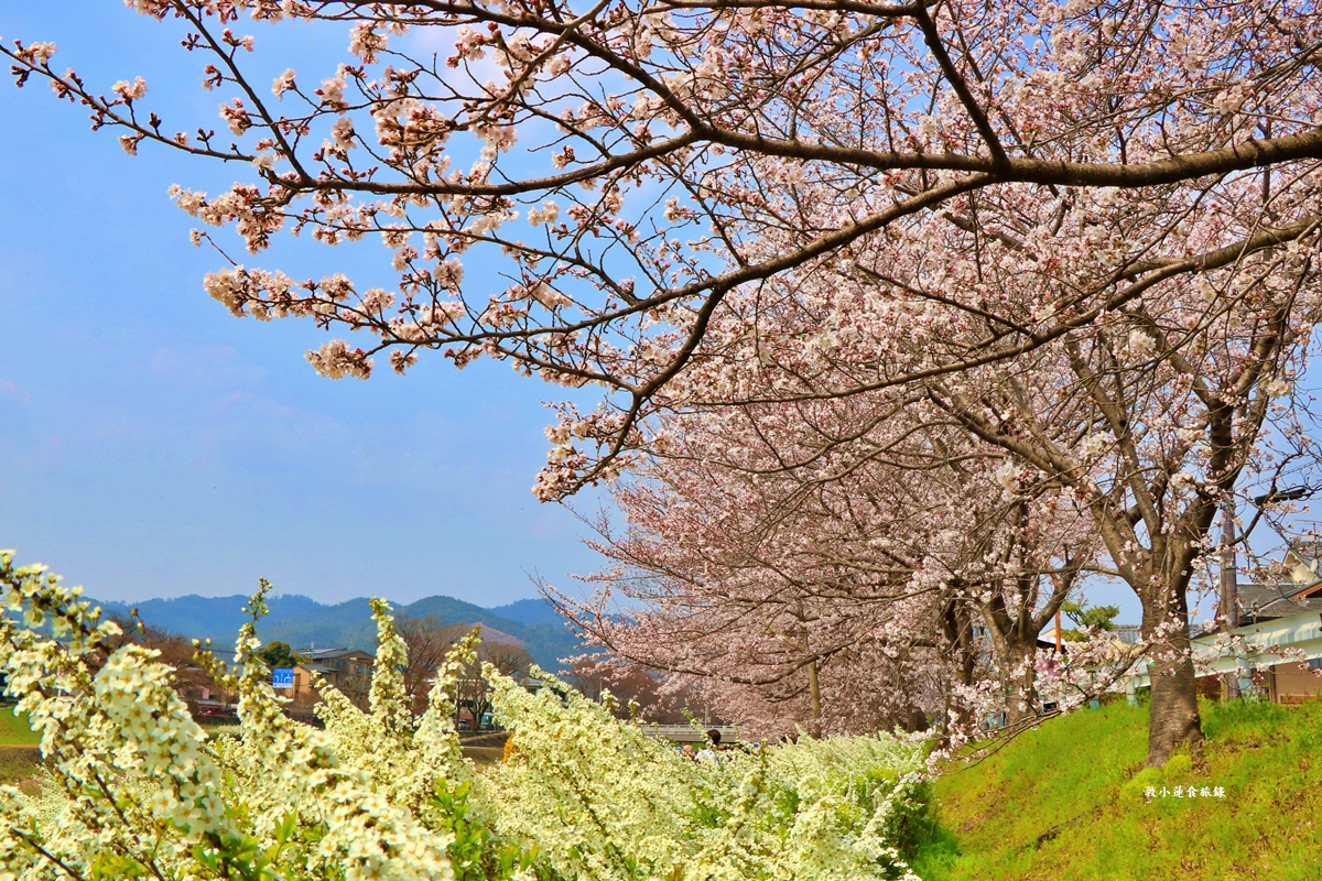 【日本京都】鴨川公園賀茂川‧半木の道賞櫻小徑,一公里長的染井吉野櫻、紅枝垂櫻 - 第19張圖 【日本京都】鴨川公園賀茂川‧半木の道賞櫻小徑,一公里長的染井吉野櫻、紅枝垂櫻