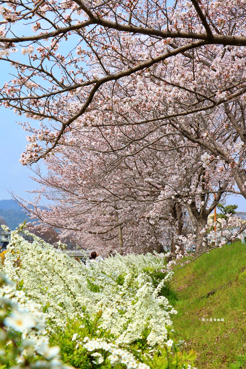 【日本京都】鴨川公園賀茂川‧半木の道賞櫻小徑,一公里長的染井吉野櫻、紅枝垂櫻 - 第21張圖 【日本京都】鴨川公園賀茂川‧半木の道賞櫻小徑,一公里長的染井吉野櫻、紅枝垂櫻