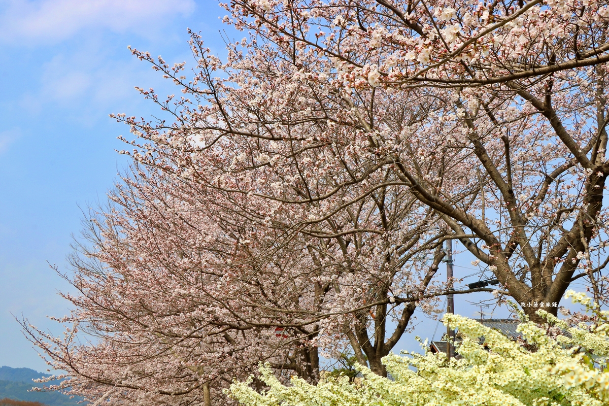 【日本京都】鴨川公園賀茂川‧半木の道賞櫻小徑,一公里長的染井吉野櫻、紅枝垂櫻 - 第20張圖 【日本京都】鴨川公園賀茂川‧半木の道賞櫻小徑,一公里長的染井吉野櫻、紅枝垂櫻