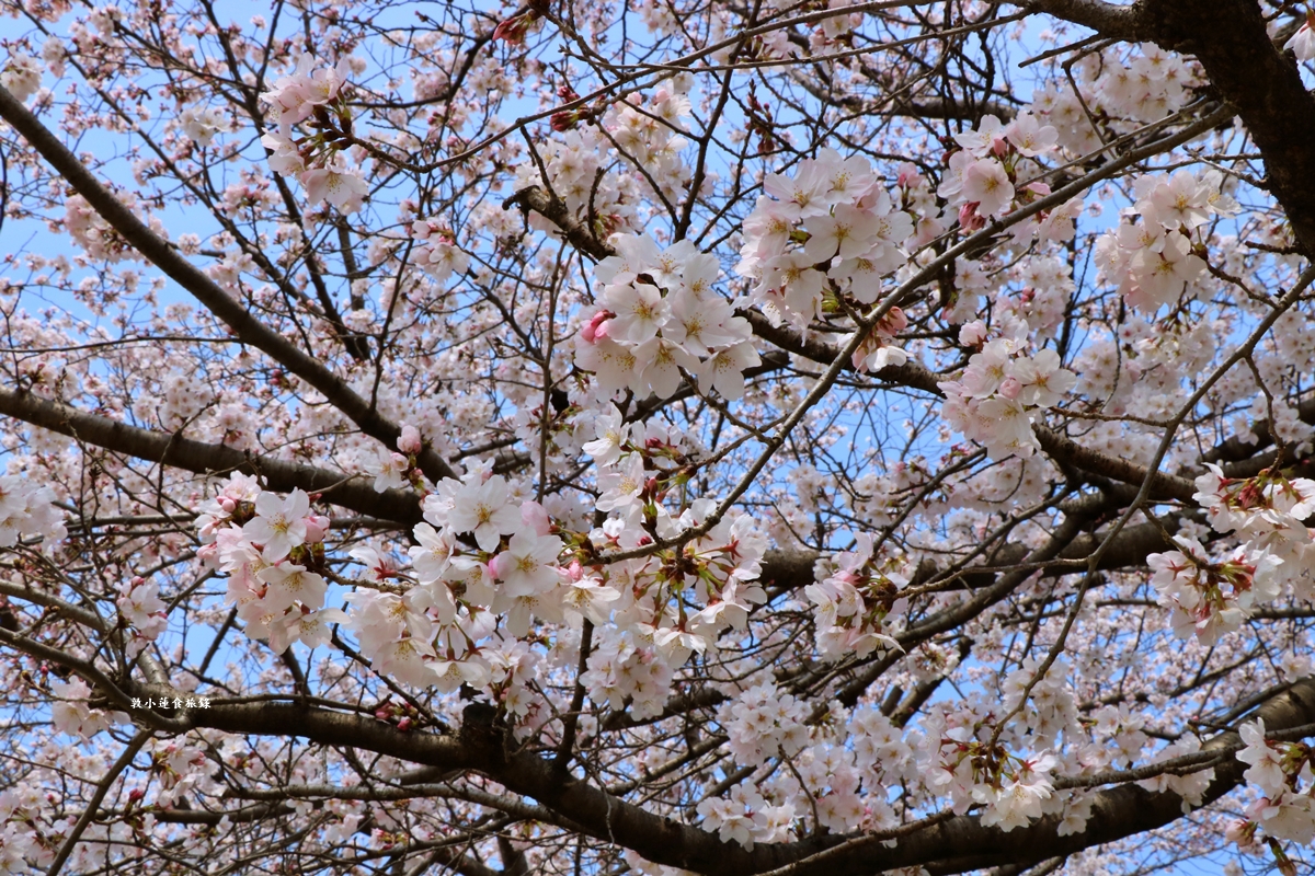 【日本京都】鴨川公園賀茂川‧半木の道賞櫻小徑,一公里長的染井吉野櫻、紅枝垂櫻 - 第23張圖 【日本京都】鴨川公園賀茂川‧半木の道賞櫻小徑,一公里長的染井吉野櫻、紅枝垂櫻