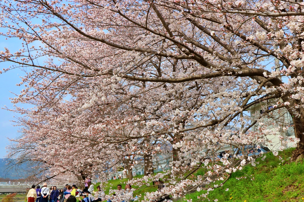【日本京都】鴨川公園賀茂川‧半木の道賞櫻小徑,一公里長的染井吉野櫻、紅枝垂櫻 - 第22張圖 【日本京都】鴨川公園賀茂川‧半木の道賞櫻小徑,一公里長的染井吉野櫻、紅枝垂櫻