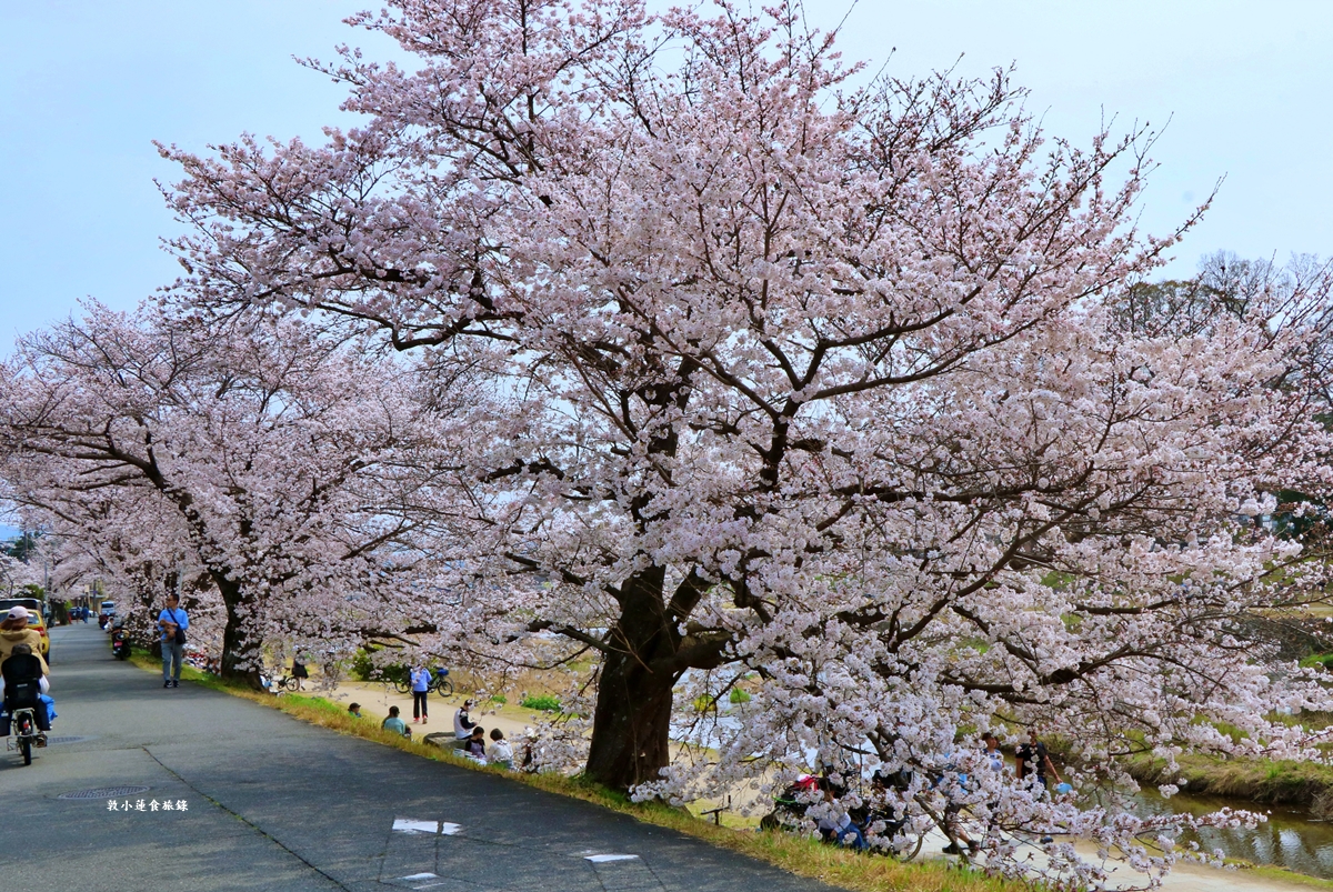 【日本京都】鴨川公園賀茂川‧半木の道賞櫻小徑,一公里長的染井吉野櫻、紅枝垂櫻 - 第24張圖 【日本京都】鴨川公園賀茂川‧半木の道賞櫻小徑,一公里長的染井吉野櫻、紅枝垂櫻