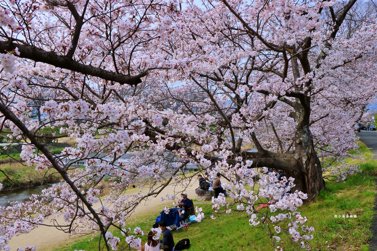 【日本京都】鴨川公園賀茂川‧半木の道賞櫻小徑,一公里長的染井吉野櫻、紅枝垂櫻 - 第25張圖 【日本京都】鴨川公園賀茂川‧半木の道賞櫻小徑,一公里長的染井吉野櫻、紅枝垂櫻