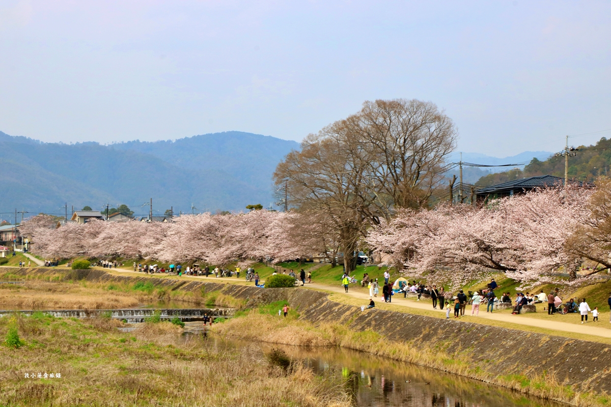 【日本京都】鴨川公園賀茂川‧半木の道賞櫻小徑,一公里長的染井吉野櫻、紅枝垂櫻 - 第6張圖 【日本京都】鴨川公園賀茂川‧半木の道賞櫻小徑,一公里長的染井吉野櫻、紅枝垂櫻
