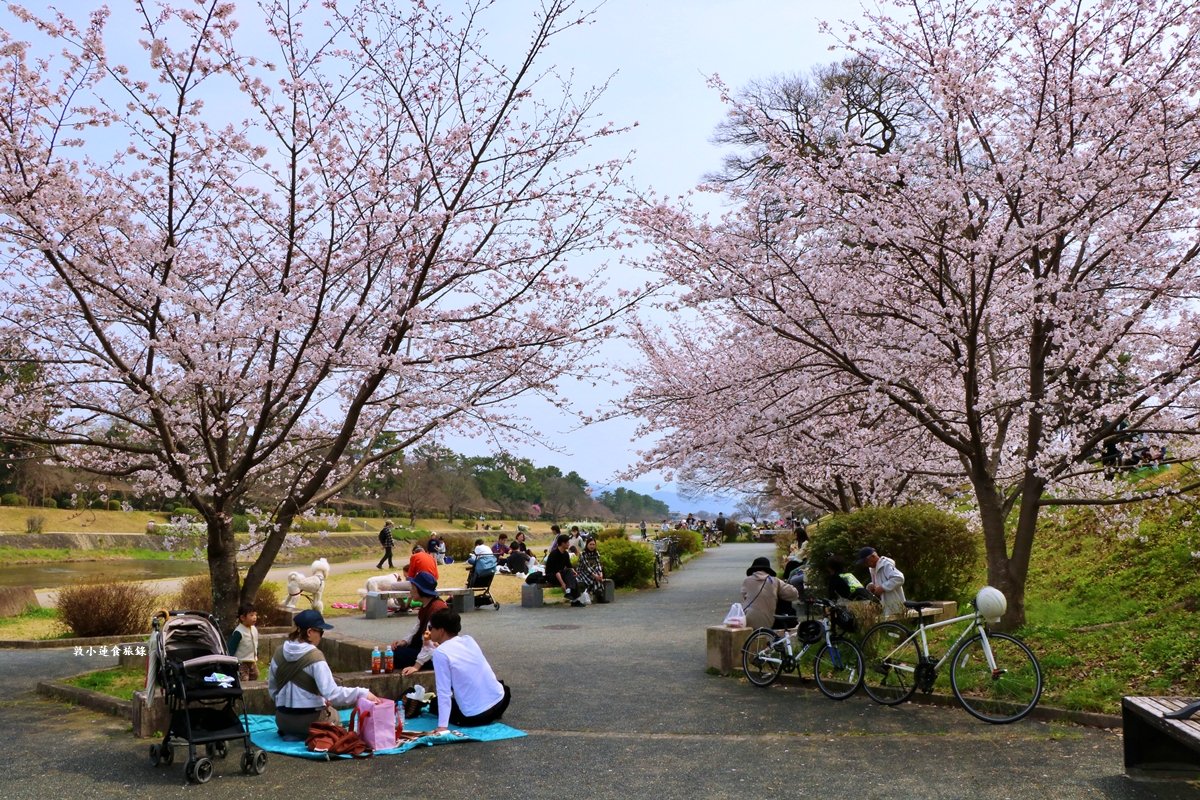 【日本京都】鴨川公園賀茂川‧半木の道賞櫻小徑,一公里長的染井吉野櫻、紅枝垂櫻 - 第3張圖 【日本京都】鴨川公園賀茂川‧半木の道賞櫻小徑,一公里長的染井吉野櫻、紅枝垂櫻