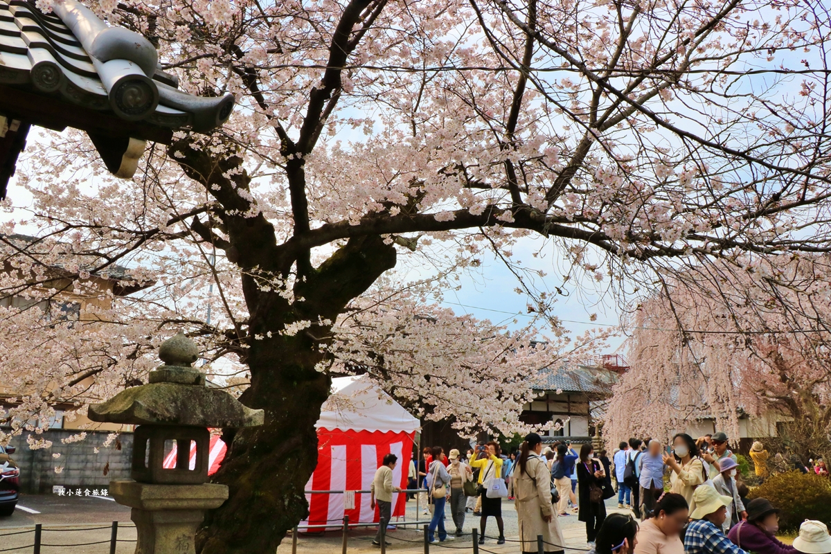 【京都日本】本滿寺‧室町時代創立的古寺,本滿寺90年樹齡的枝垂櫻,粉嫩櫻花隨風搖曳 - 第6張圖 【京都日本】本滿寺‧室町時代創立的古寺,本滿寺90年樹齡的枝垂櫻,粉嫩櫻花隨風搖曳