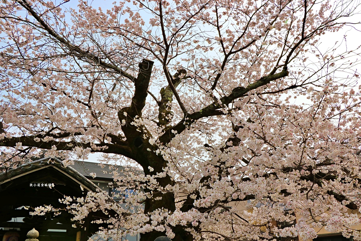 【京都日本】本滿寺‧室町時代創立的古寺,本滿寺90年樹齡的枝垂櫻,粉嫩櫻花隨風搖曳 - 第7張圖 【京都日本】本滿寺‧室町時代創立的古寺,本滿寺90年樹齡的枝垂櫻,粉嫩櫻花隨風搖曳