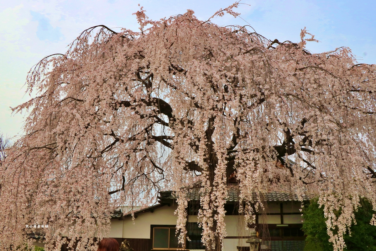 【京都日本】本滿寺‧室町時代創立的古寺,本滿寺90年樹齡的枝垂櫻,粉嫩櫻花隨風搖曳 - 第10張圖 【京都日本】本滿寺‧室町時代創立的古寺,本滿寺90年樹齡的枝垂櫻,粉嫩櫻花隨風搖曳