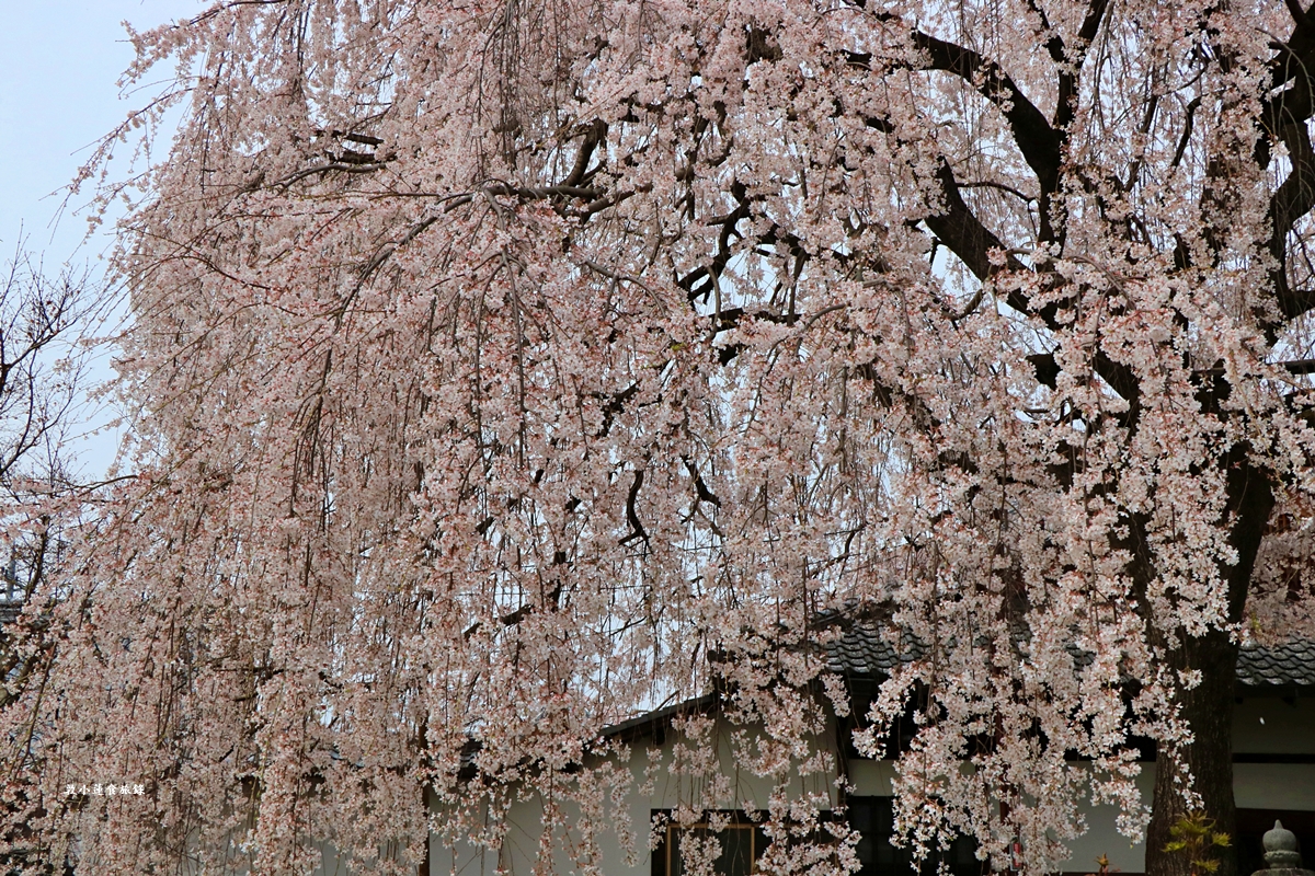 【京都日本】本滿寺‧室町時代創立的古寺,本滿寺90年樹齡的枝垂櫻,粉嫩櫻花隨風搖曳 - 第11張圖 【京都日本】本滿寺‧室町時代創立的古寺,本滿寺90年樹齡的枝垂櫻,粉嫩櫻花隨風搖曳